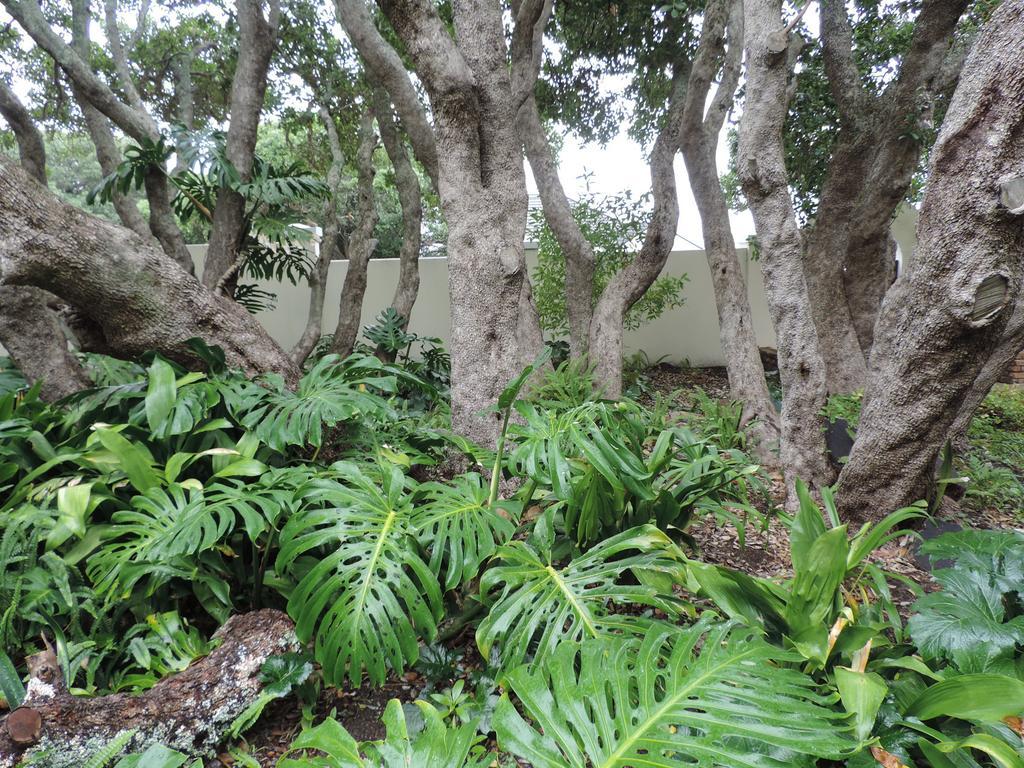 Milkwood Lodge Hermanus Ngoại thất bức ảnh
